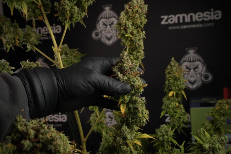 Skywalker OG Legends of the 12/12 Galaxy. Week 14 - SkyWalker OG  the beast 