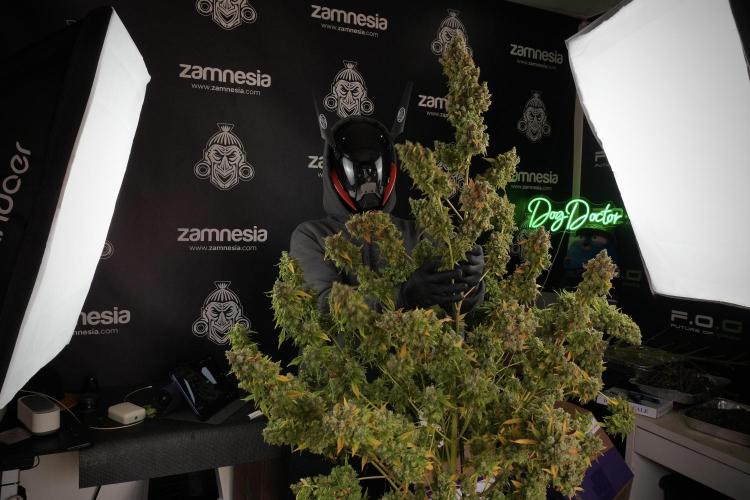 Skywalker OG Legends of the 12/12 Galaxy. Week 14 - SkyWalker OG  the beast 