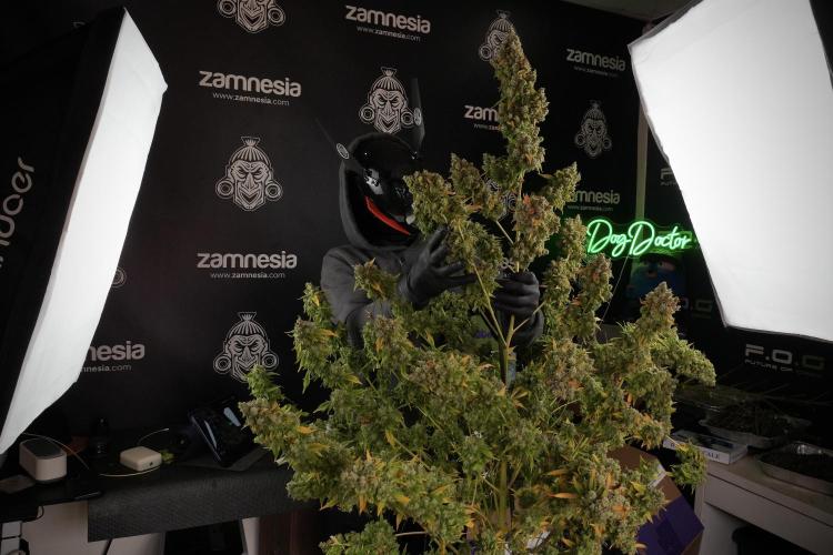Skywalker OG Legends of the 12/12 Galaxy. Week 14 - SkyWalker OG  the beast 