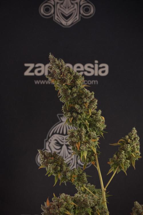 Skywalker OG Legends of the 12/12 Galaxy. Week 14 - SkyWalker OG  the beast 
