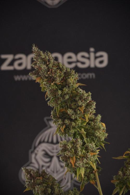 Skywalker OG Legends of the 12/12 Galaxy. Week 14 - SkyWalker OG  the beast 