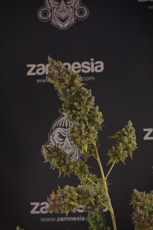 Skywalker OG Legends of the 12/12 Galaxy. Week 14 - SkyWalker OG  the beast 