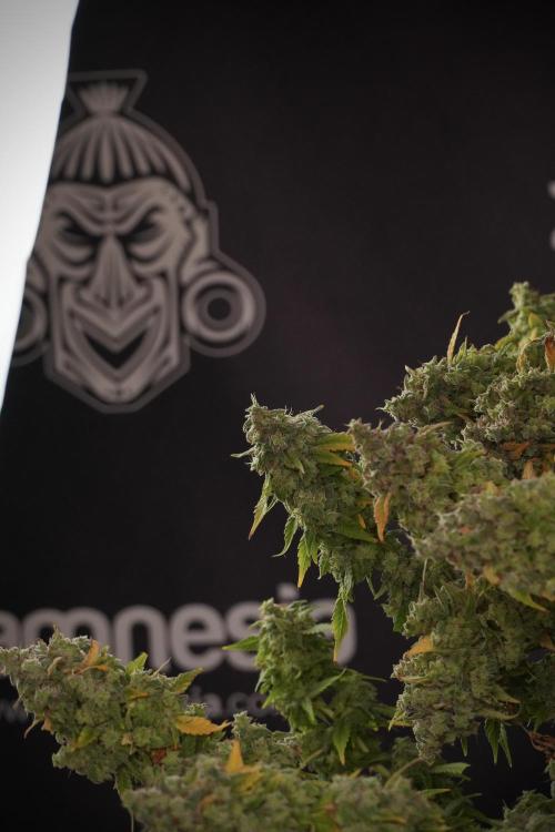 Skywalker OG Legends of the 12/12 Galaxy. Week 14 - SkyWalker OG  the beast 