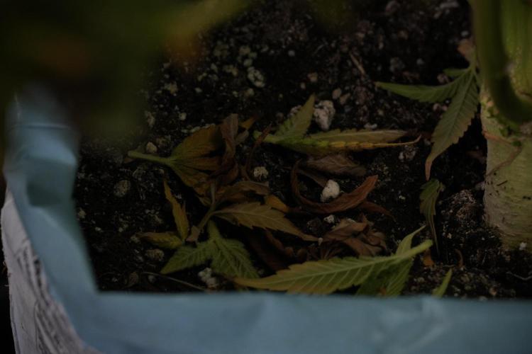 Skywalker OG Legends of the 12/12 Galaxy. Week 14 - SkyWalker OG  the beast 
