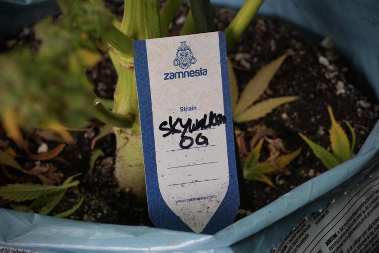 Skywalker OG Legends of the 12/12 Galaxy. Week 14 - SkyWalker OG  the beast 