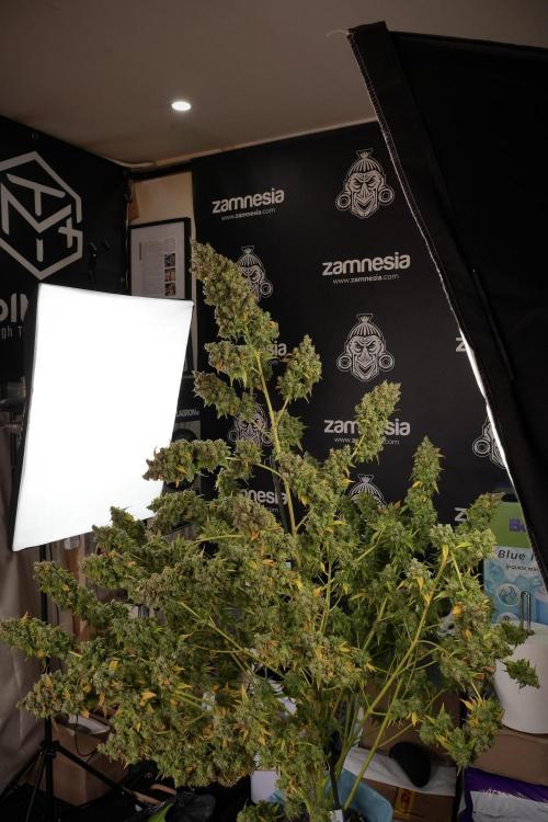 Skywalker OG Legends of the 12/12 Galaxy. Week 14 - SkyWalker OG  the beast 