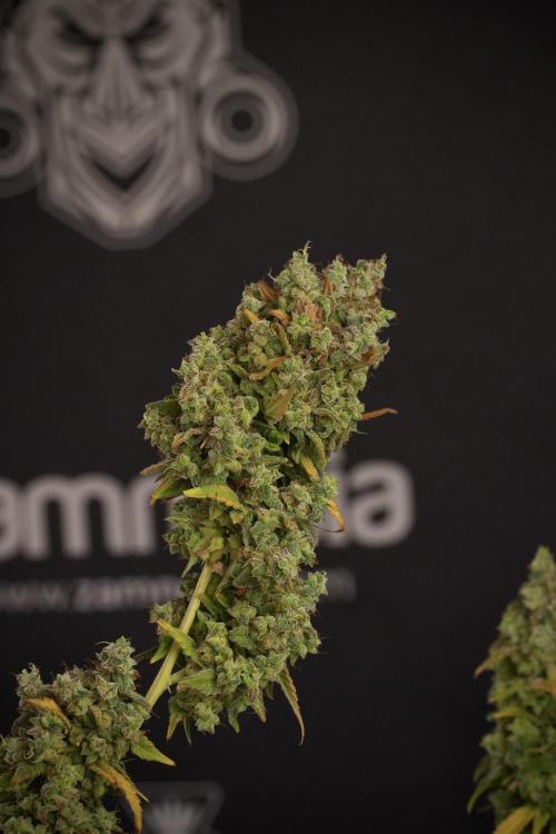 Skywalker OG Legends of the 12/12 Galaxy. Week 14 - SkyWalker OG  the beast 