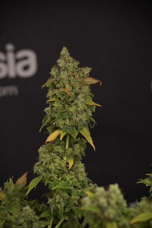 Skywalker OG Legends of the 12/12 Galaxy. Week 14 - SkyWalker OG  the beast 