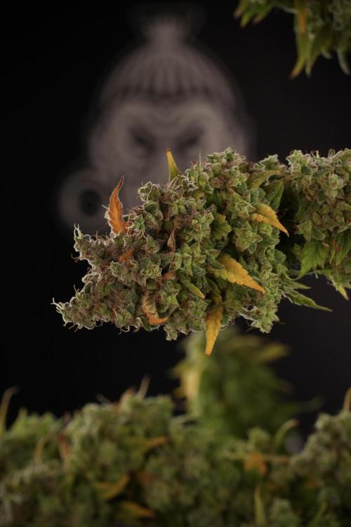 Skywalker OG Legends of the 12/12 Galaxy. Week 14 - SkyWalker OG  the beast 