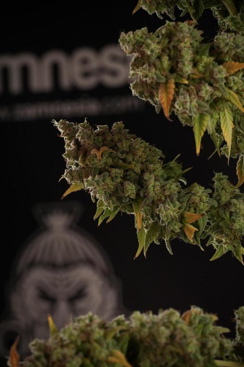 Skywalker OG Legends of the 12/12 Galaxy. Week 14 - SkyWalker OG  the beast 