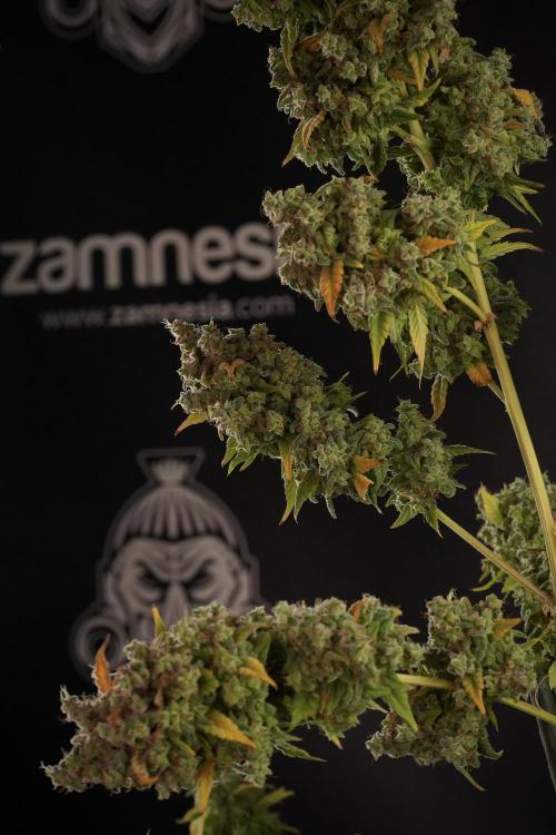Skywalker OG Legends of the 12/12 Galaxy. Week 14 - SkyWalker OG  the beast 
