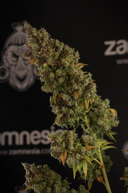 Skywalker OG Legends of the 12/12 Galaxy. Week 14 - SkyWalker OG  the beast 