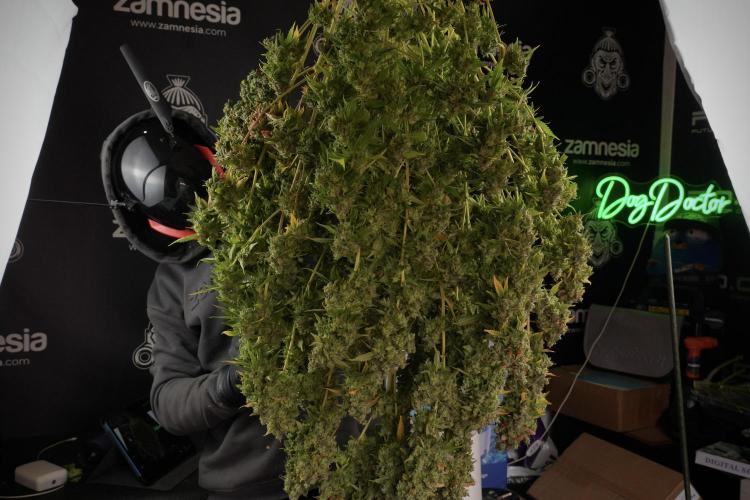 Skywalker OG Legends of the 12/12 Galaxy. Week 14 - SkyWalker OG  the beast 