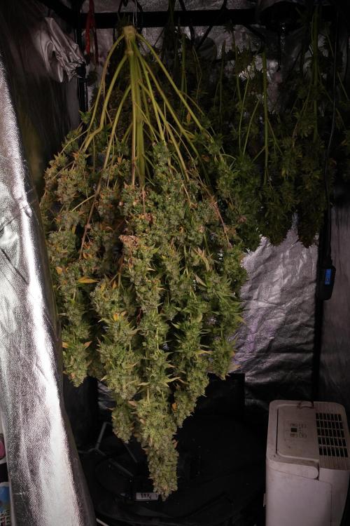 Skywalker OG Legends of the 12/12 Galaxy. Week 14 - SkyWalker OG  the beast drying 