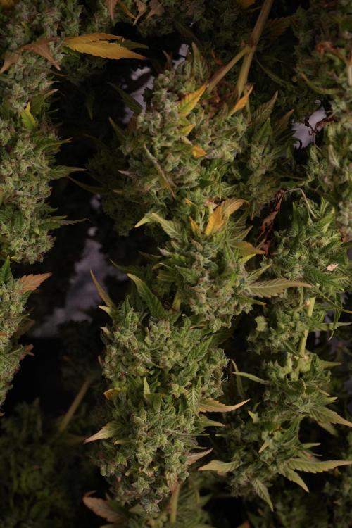 Skywalker OG Legends of the 12/12 Galaxy. Week 14 - SkyWalker OG  the beast drying 