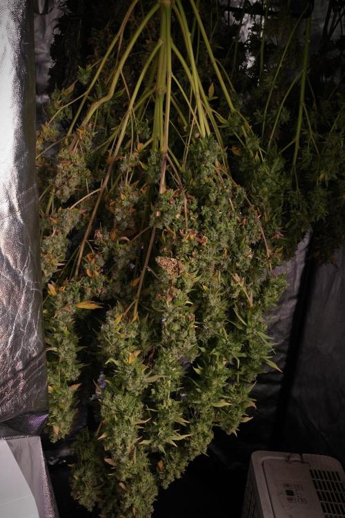 Skywalker OG Legends of the 12/12 Galaxy. Week 14 - SkyWalker OG  the beast drying 