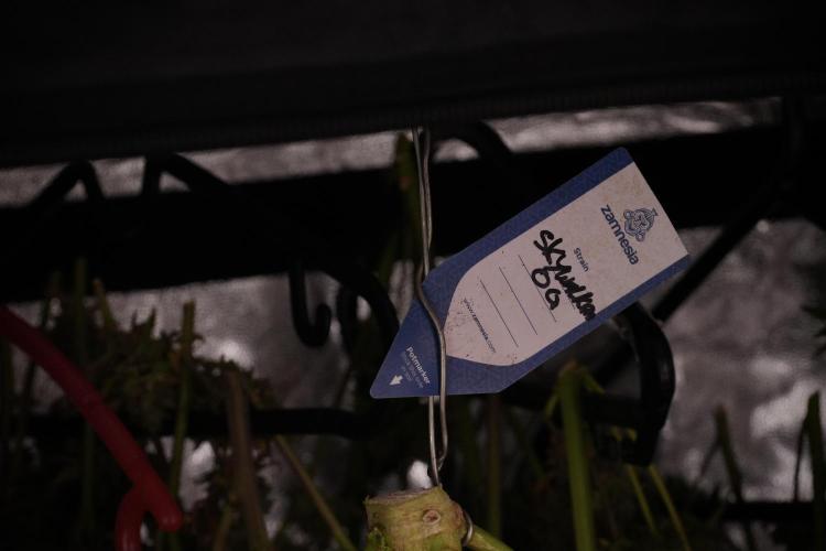 Skywalker OG Legends of the 12/12 Galaxy. Week 14 - SkyWalker OG  the beast drying 