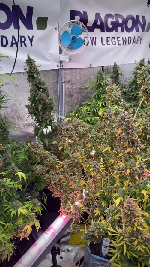 Skywalker OG Legends of the 12/12 Galaxy