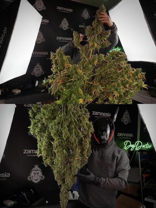 Skywalker OG Legends of the 12/12 Galaxy. Week 14 - collage