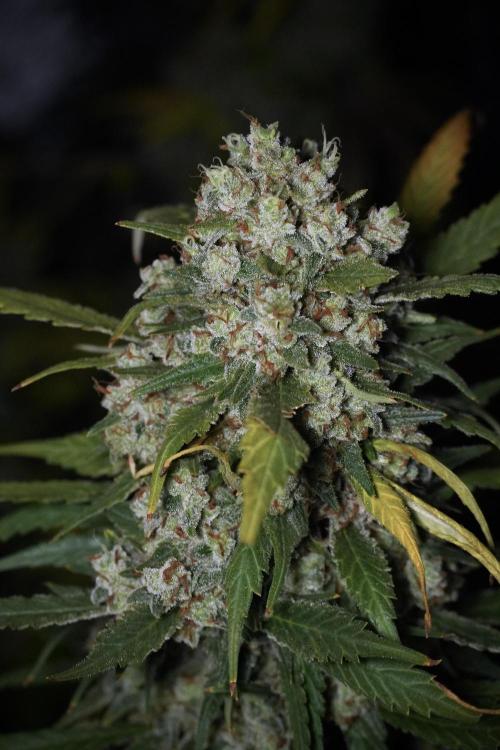 Skywalker OG Legends of the 12/12 Galaxy. Week 15 - Skywalker OG 12/12 from seed