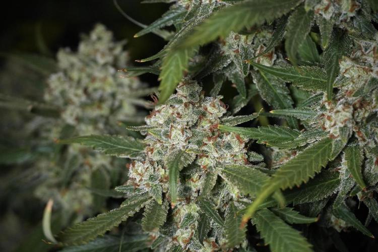 Skywalker OG Legends of the 12/12 Galaxy. Week 15 - Skywalker OG 12/12 from seed