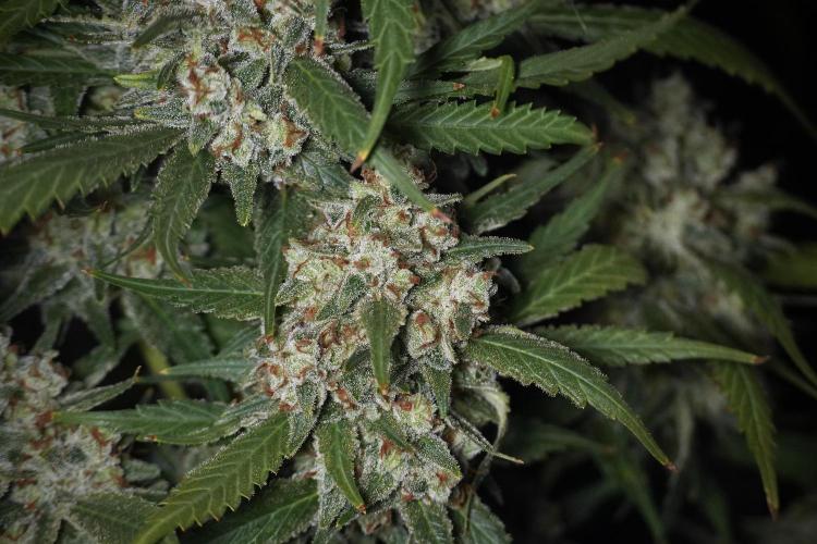 Skywalker OG Legends of the 12/12 Galaxy. Week 15 - Skywalker OG 12/12 from seed