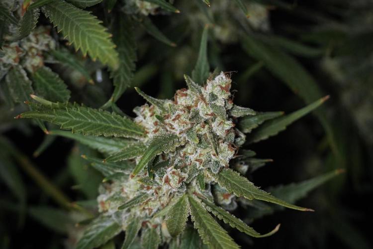 Skywalker OG Legends of the 12/12 Galaxy. Week 15 - Skywalker OG 12/12 from seed