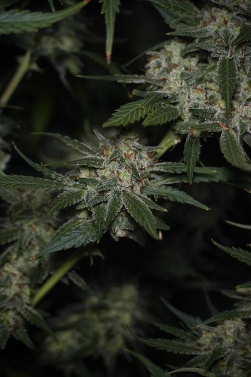 Skywalker OG Legends of the 12/12 Galaxy. Week 15 - Skywalker OG 12/12 from seed