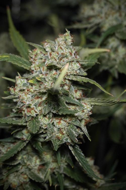 Skywalker OG Legends of the 12/12 Galaxy. Week 15 - Skywalker OG 12/12 from seed