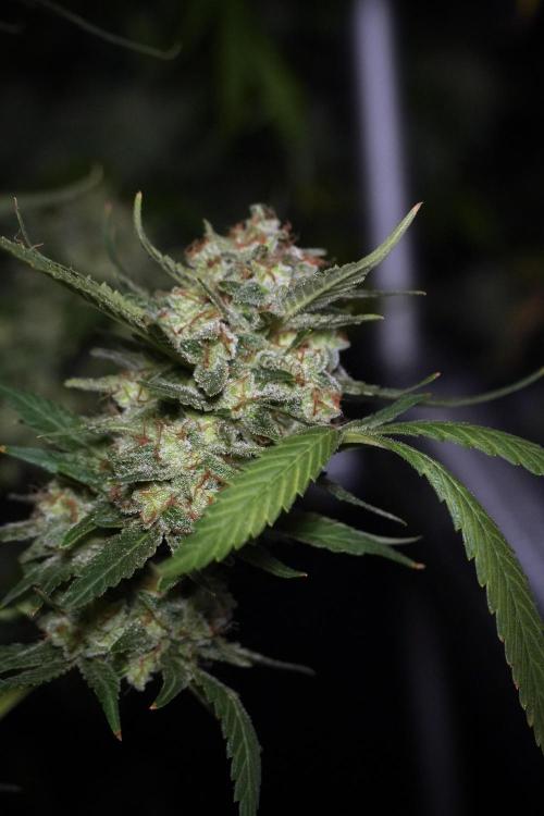 Skywalker OG Legends of the 12/12 Galaxy. Week 15 - Skywalker OG 12/12 from seed