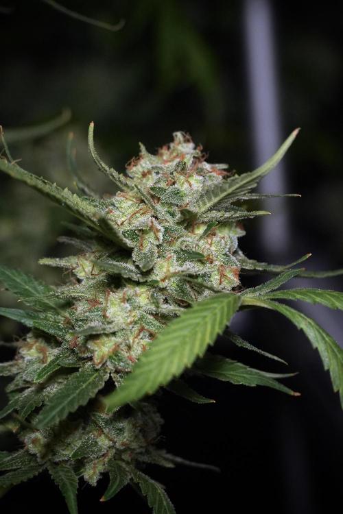 Skywalker OG Legends of the 12/12 Galaxy. Week 15 - Skywalker OG 12/12 from seed
