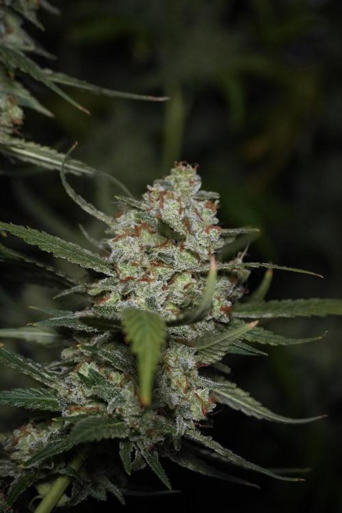 Skywalker OG Legends of the 12/12 Galaxy. Week 15 - Skywalker OG 12/12 from seed