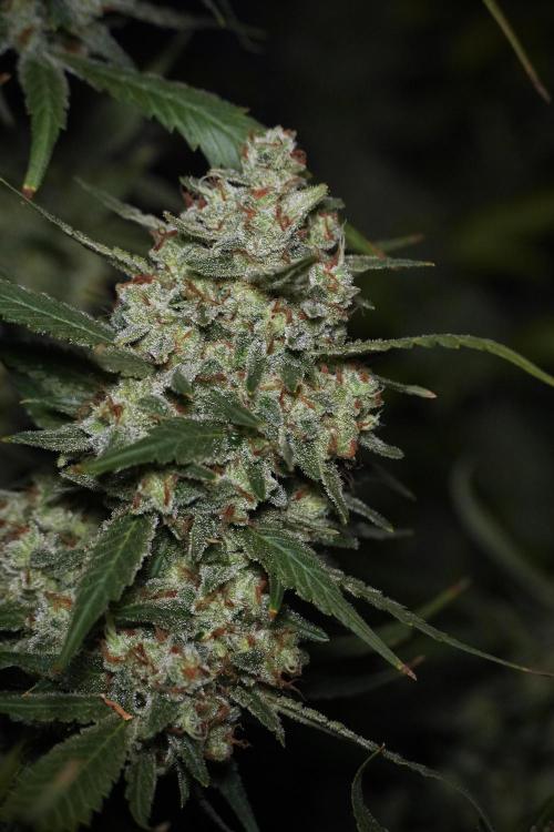 Skywalker OG Legends of the 12/12 Galaxy. Week 15 - Skywalker OG 12/12 from seed