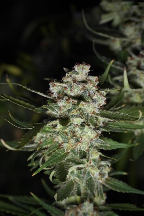 Skywalker OG Legends of the 12/12 Galaxy. Week 15 - Skywalker OG 12/12 from seed