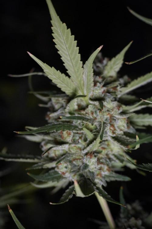Skywalker OG Legends of the 12/12 Galaxy. Week 15 - Skywalker OG 12/12 from seed