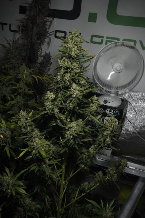 Skywalker OG Legends of the 12/12 Galaxy. Week 15 - Skywalker OG 12/12 from seed