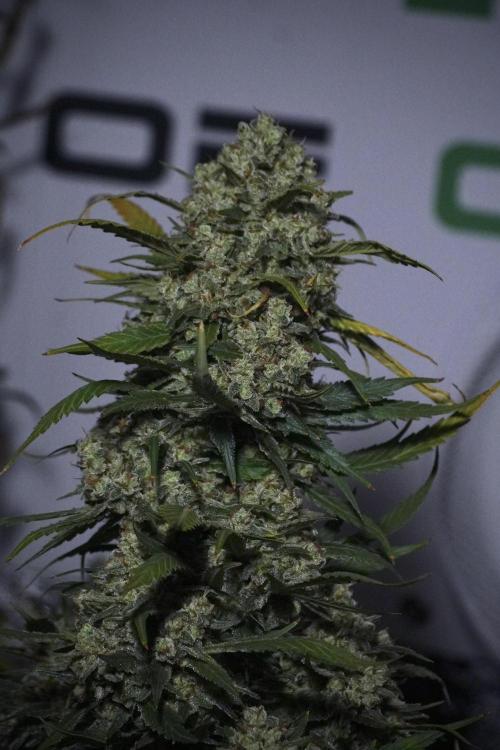 Skywalker OG Legends of the 12/12 Galaxy. Week 15 - Skywalker OG 12/12 from seed