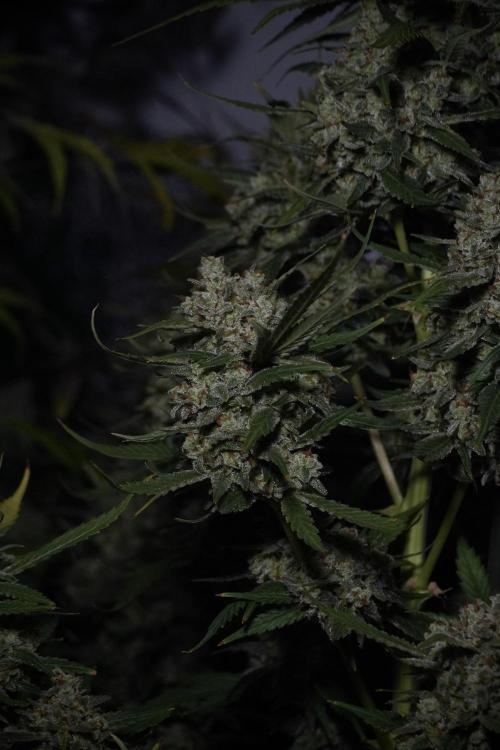 Skywalker OG Legends of the 12/12 Galaxy. Week 15 - Skywalker OG 12/12 from seed