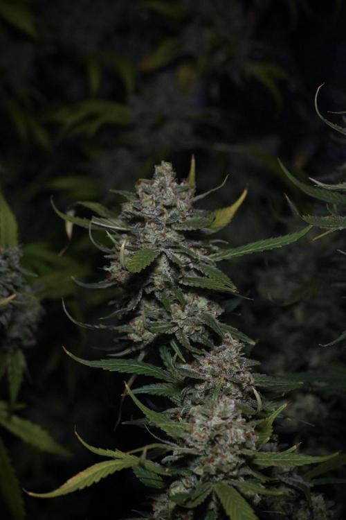 Skywalker OG Legends of the 12/12 Galaxy. Week 15 - Skywalker OG 12/12 from seed