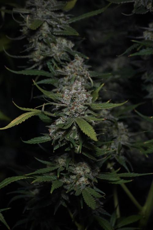 Skywalker OG Legends of the 12/12 Galaxy. Week 15 - Skywalker OG 12/12 from seed