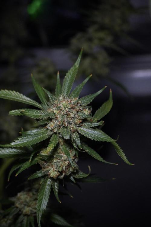 Skywalker OG Legends of the 12/12 Galaxy. Week 15 - Skywalker OG 12/12 from seed