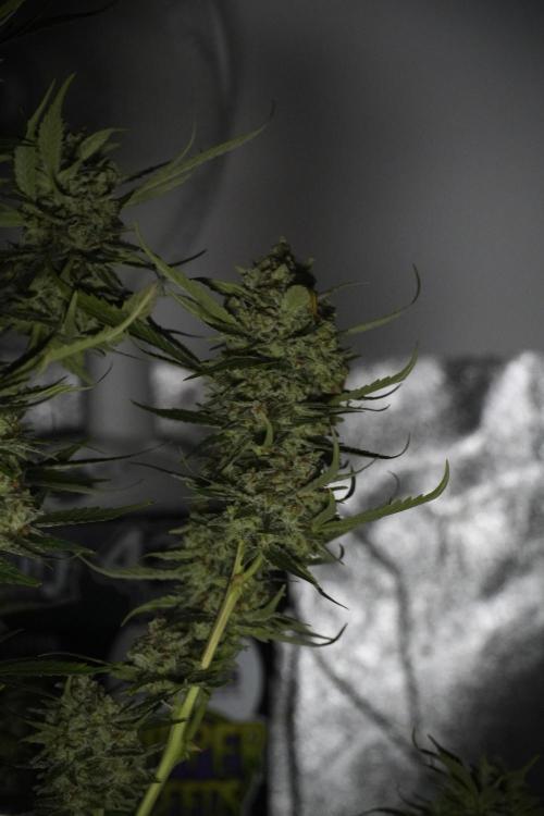 Skywalker OG Legends of the 12/12 Galaxy. Week 15 - Skywalker OG 12/12 from seed