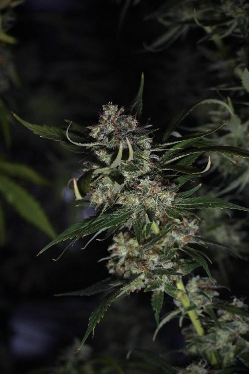 Skywalker OG Legends of the 12/12 Galaxy. Week 15 - Skywalker OG 12/12 from seed