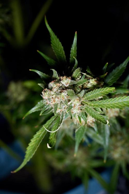 Skywalker OG Legends of the 12/12 Galaxy. Week 15 - Skywalker OG 12/12 from seed