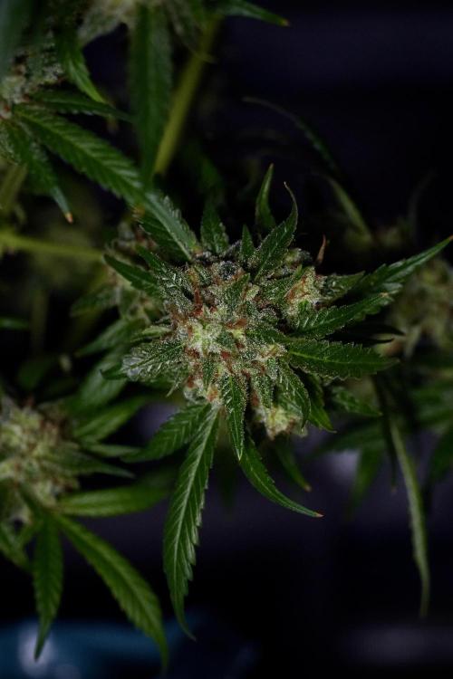 Skywalker OG Legends of the 12/12 Galaxy. Week 15 - Skywalker OG 12/12 from seed