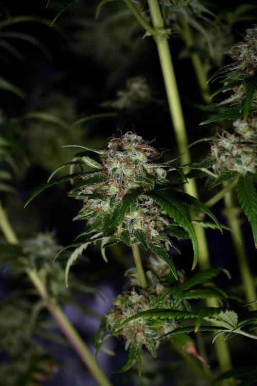 Skywalker OG Legends of the 12/12 Galaxy. Week 15 - Skywalker OG 12/12 from seed