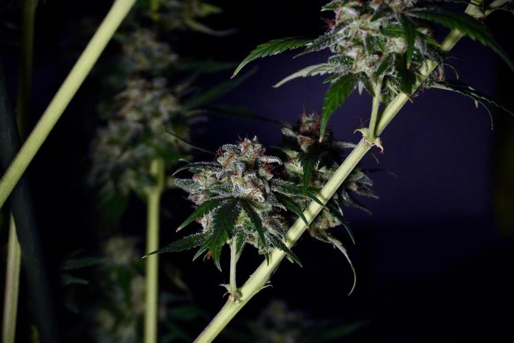 Skywalker OG Legends of the 12/12 Galaxy. Week 15 - Skywalker OG 12/12 from seed