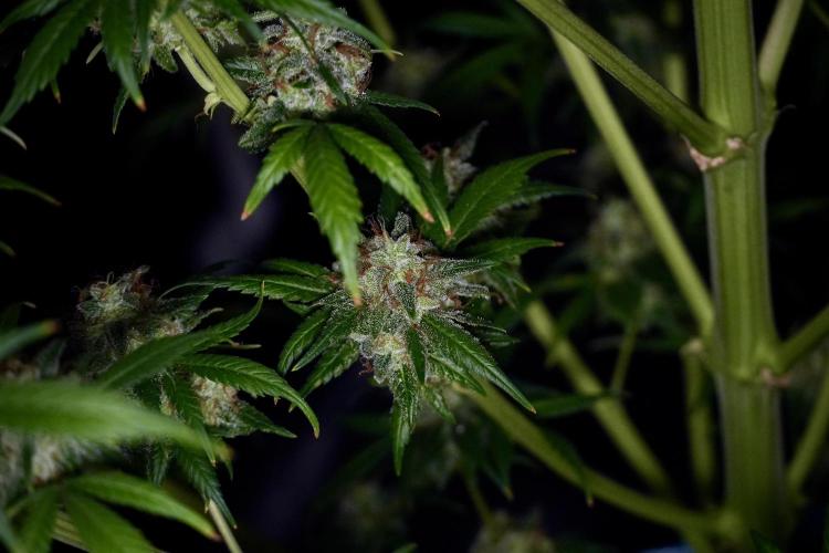Skywalker OG Legends of the 12/12 Galaxy. Week 15 - Skywalker OG 12/12 from seed