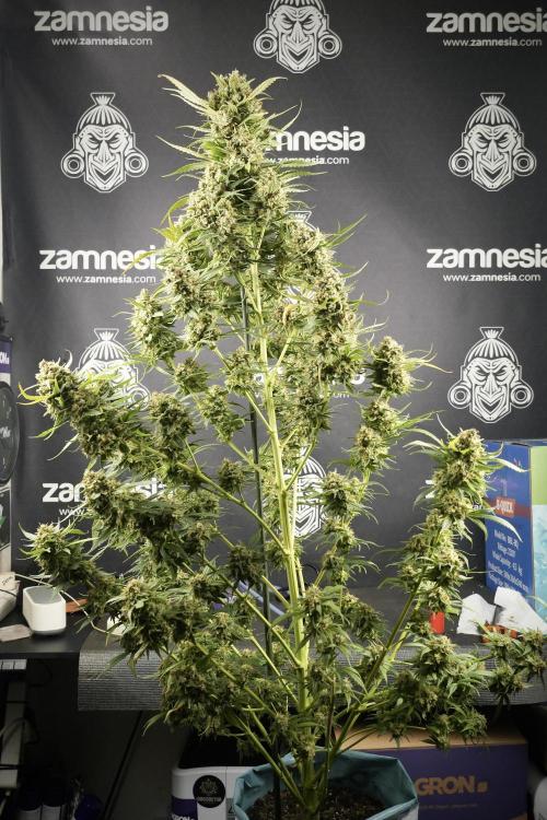 Skywalker OG Legends of the 12/12 Galaxy. Week 15 - Skywalker OG 12/12 from seed another beast 
