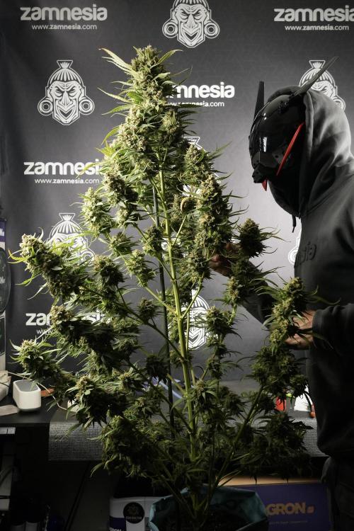 Skywalker OG Legends of the 12/12 Galaxy. Week 15 - Skywalker OG 12/12 from seed another beast 